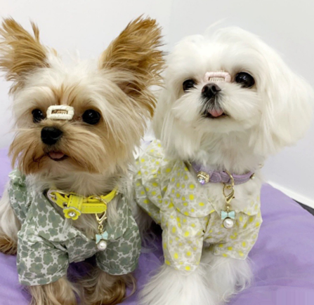 Luxuriöses Hundehalsband Bling