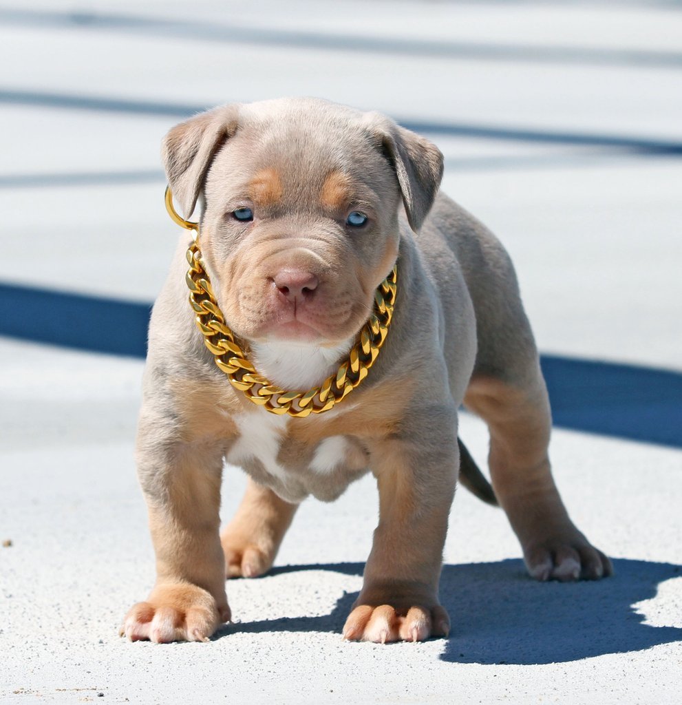 The Best Cuban Link Dog Collar For Your Dog